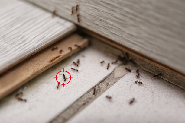 Best Mosquito Control Services  in Spring Lake, MI