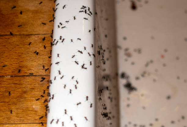 Best Mosquito Control Services  in Spring Lake, MI