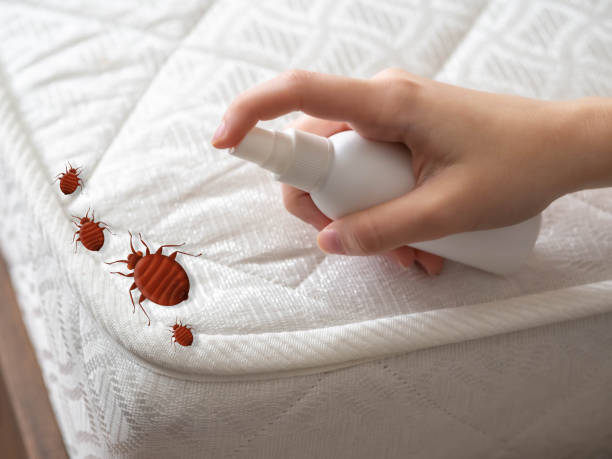 Best Termite Control Services  in Spring Lake, MI